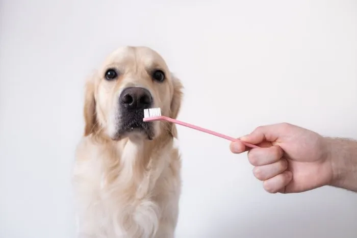 consejos y cuidados para mantener la salud oral de tus perros y garantizar su bienestar general.