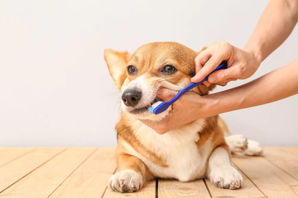 descubre cómo cuidar la salud oral de tu perro para mejorar su bienestar general. consejos y productos para mantener sus dientes y encías sanos.
