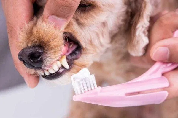 descubre cómo cuidar la salud oral de tu perro para mejorar su bienestar general. consejos prácticos y productos recomendados para mantener sus dientes y encías sanos.