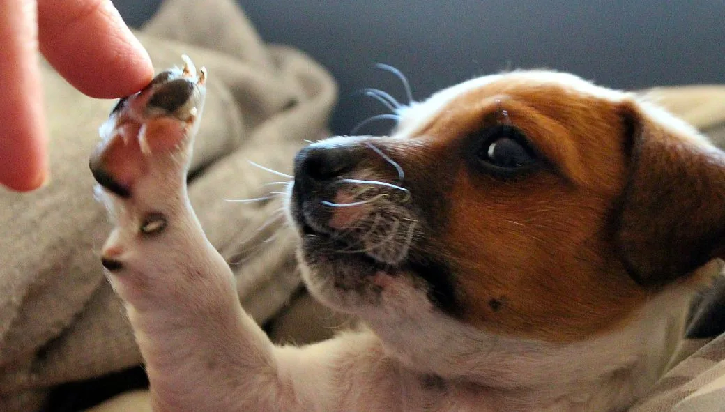 consejos para mantener la salud oral de tu perro y mejorar su bienestar general. cuida sus dientes y encías para una vida feliz y saludable.